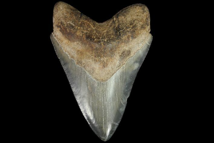 Serrated, Fossil Megalodon Tooth - Glossy Enamel #76506